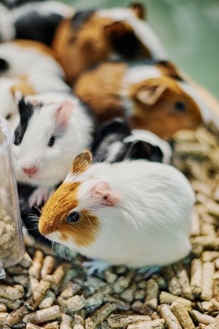 guinea pig food chart pdf